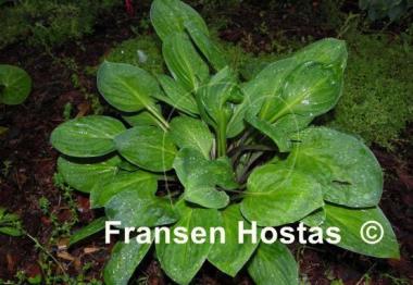 Hosta Scallion Pancakes