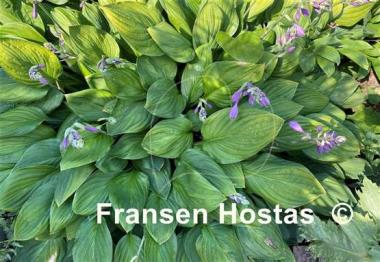 Hosta Scallion Pancakes