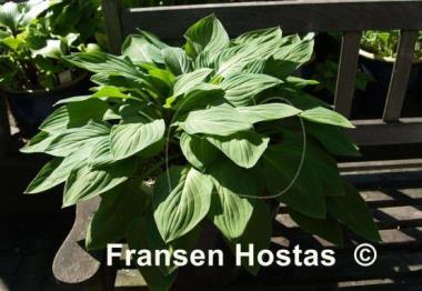 Hosta Scallion Pancakes