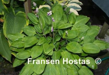 Hosta Scallion Pancakes