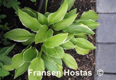 Hosta Scarlet Ribbons