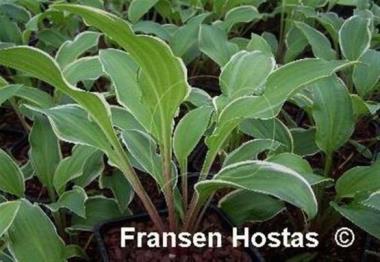 Hosta Scarlet Ribbons