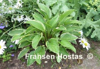 Hosta Scarlet Ribbons