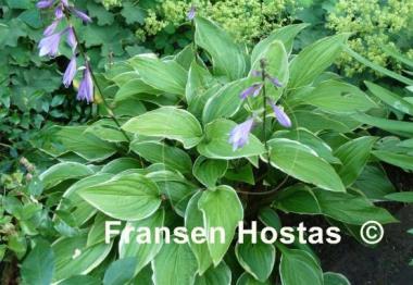 Hosta Scarlet Ribbons