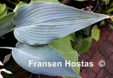 Hosta Scheherazade