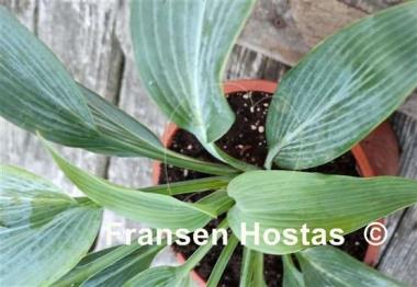 Hosta Scheherazade