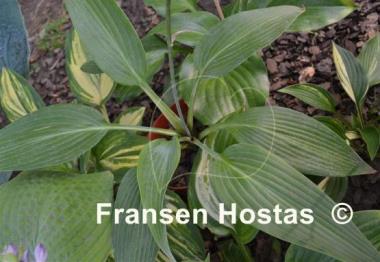 Hosta Scheherazade