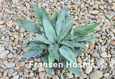 Hosta Scheherazade