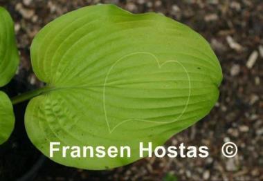 Hosta School Bus