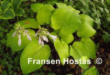 Hosta School Bus