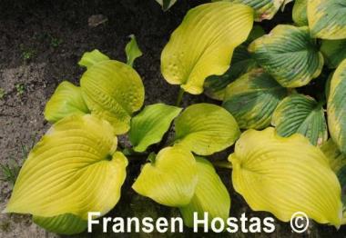 Hosta School Bus