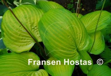 Hosta School Bus