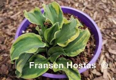 Hosta School Mouse