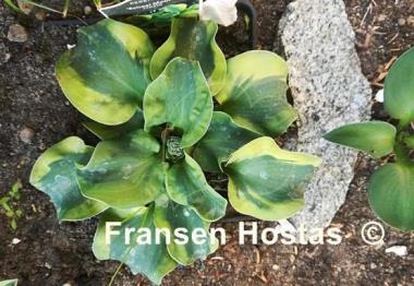 Hosta School Mouse