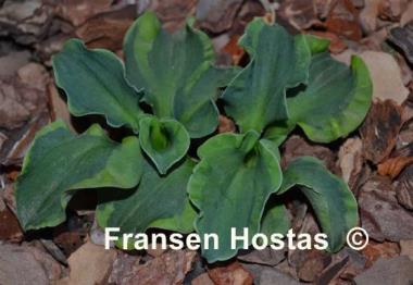 Hosta School Mouse
