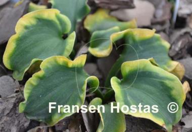 Hosta School Mouse