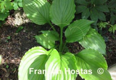 Hosta Schwarzer Ritter