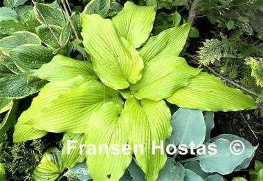 Hosta Scituate Sunrise