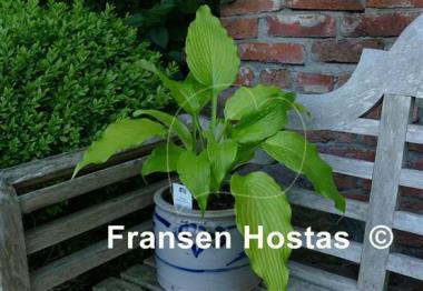 Hosta Scituate Sunrise