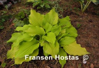 Hosta Sea Angel Wings