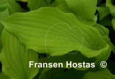 Hosta Sea Angel Wings
