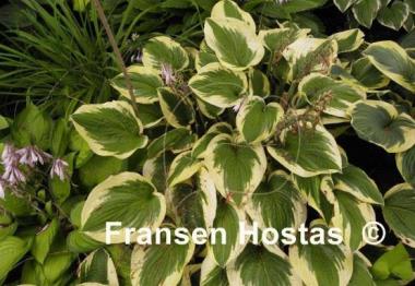 Hosta Sea Beacon