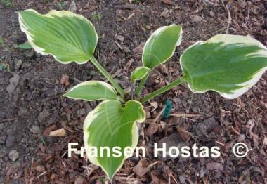 Hosta Sea Beacon