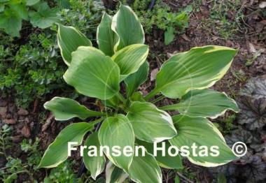 Hosta Sea Beacon