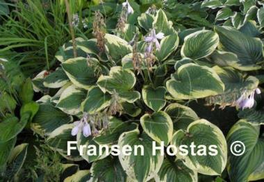 Hosta Sea Beacon