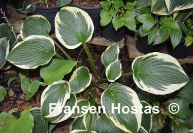 Hosta Sea Beacon