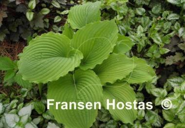 Hosta Sea Current