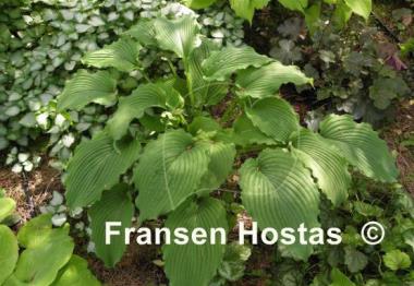 Hosta Sea Current