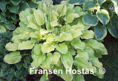 Hosta Sea Dream