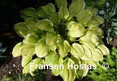 Hosta Sea Dream
