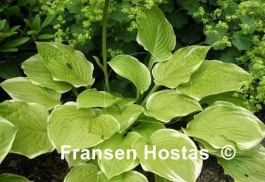 Hosta Sea Dream