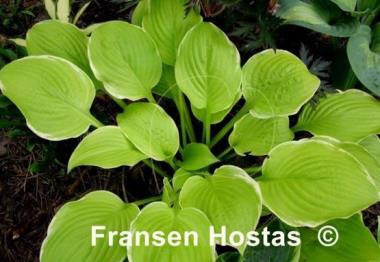 Hosta Sea Dream