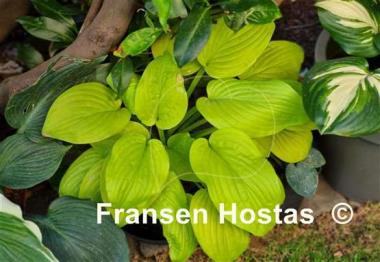 Hosta Sea Fire