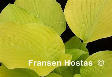 Hosta Sea Fire