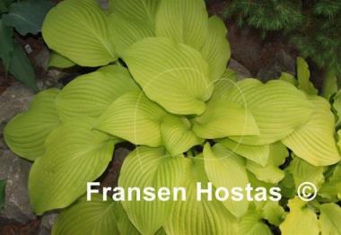 Hosta Sea Fire