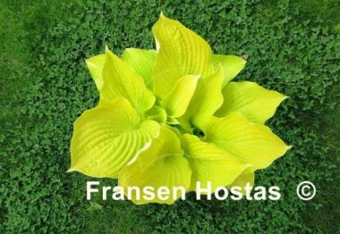 Hosta Sea Fire