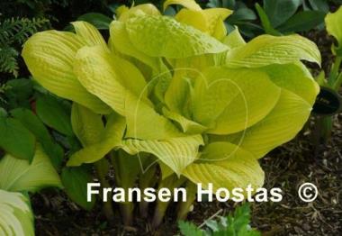 Hosta Sea Fire