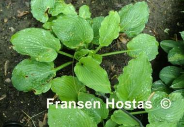 Hosta Sea Frolic