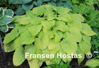 Hosta Sea Gulf Stream