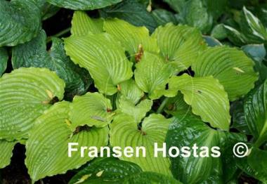 Hosta Sea Gulf Stream