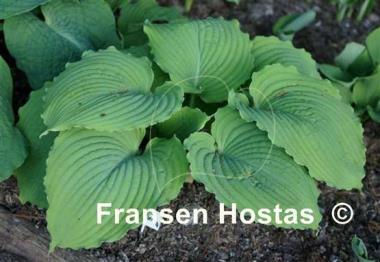 Hosta Sea Gulf Stream