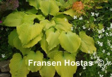 Hosta Sea Gulf Stream