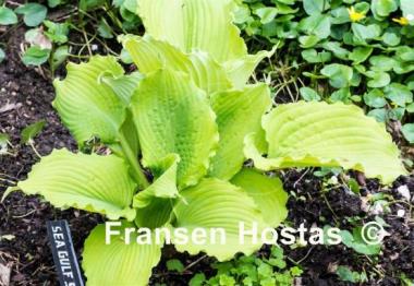 Hosta Sea Gulf Stream