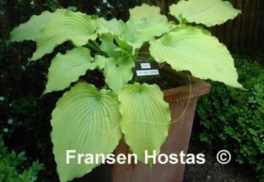 Hosta Sea Gulf Stream