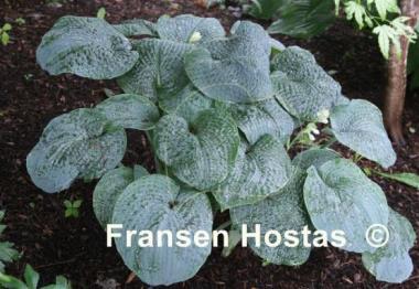 Hosta Sea Hero
