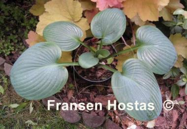 Hosta Sea Lotus Leaf